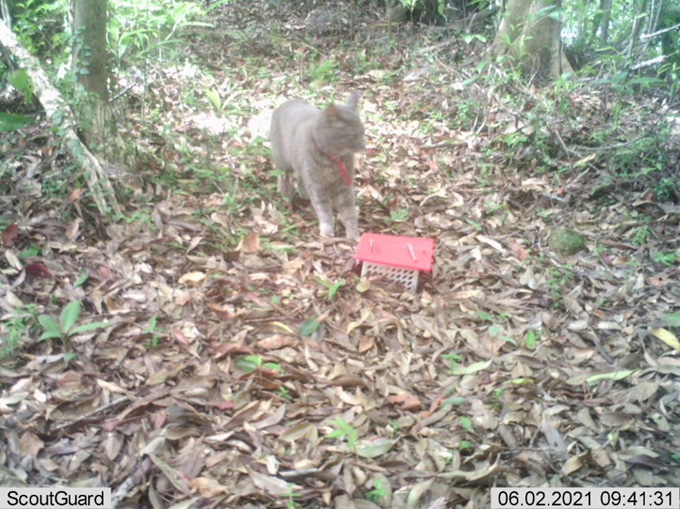 山の中にかけたカメラに映った首輪をしたネコ(瀬戸内町)