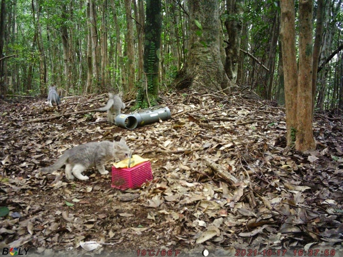 山の中にかけたカメラに映った子猫たち(大和村)