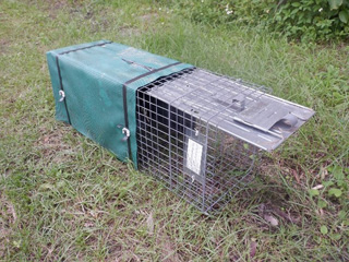 山中で使用しているかごわな