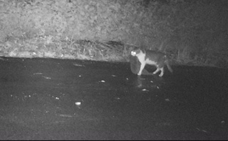 アマミノクロウサギを咥えるネコ