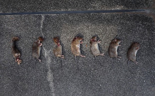 ネコにより捕殺されたトクノシマトゲネズミ