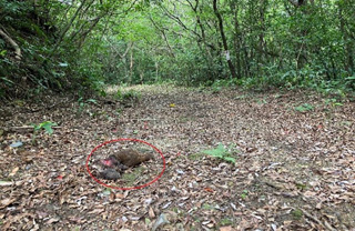 イヌにより捕殺されたアマミノクロウサギ