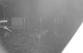 近くで自動撮影されたイヌ