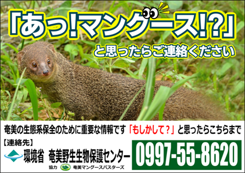 マングースをみかけたら