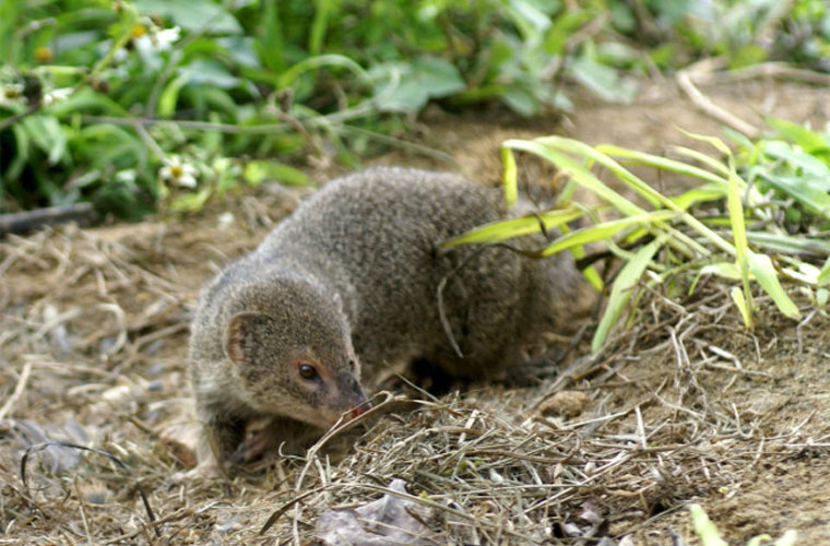 フイリマングース Herpestes auropunctatus