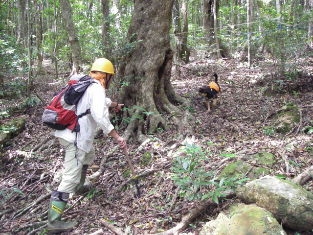 探索犬とハンドラーによる探索写真