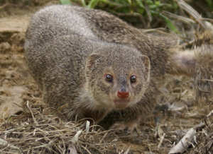 フイリマングース(Herpestes auropunctatus)