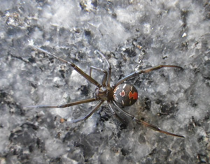 セアカゴケグモ(Latrodectus hasselti)