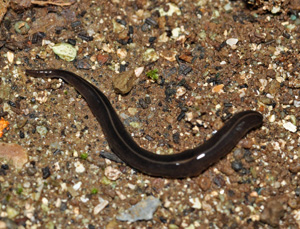ニューギニアヤリガタリクウズムシ(Platydemus manokwari)