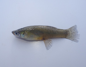 カダヤシ(Gambusia affinis)