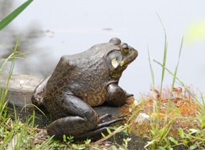 ウシガエル(Rana catesbeiana)