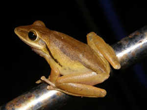 シロアゴガエル(Polypedates leucomystax)