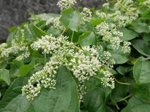 ツルヒヨドリ(Mikania micrantha)