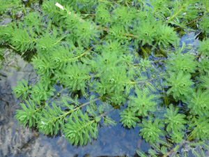 オオフサモ(Myriophyllum aquaticum)