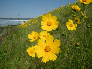 オオキンケイギク(Coreopsis lanceolata)