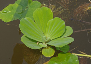 ボタンウキクサ(Pistia stratiotes)