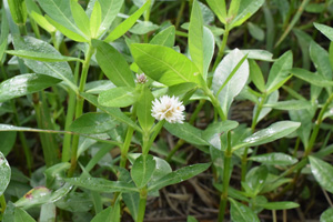 ナガエツルノゲイトウ(Alternanthera philoxeroides)