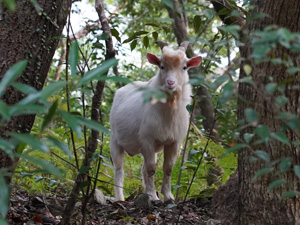 ノヤギ(Capra hircus)