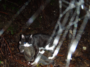 ノネコ(Felis silvestris catus)