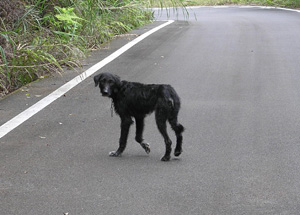 ノイヌ(Canis lupus familiaris)