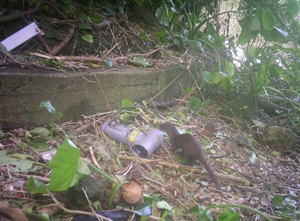 ニホンイタチ(Mustela itatsi)