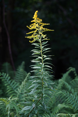 セイタカアワダチソウ(Solidago altissima)