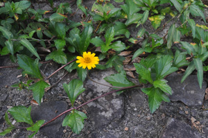 アメリカハマグルマ(Sphagneticola trilobata)