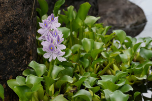 ホテイアオイ(Eichhornia crassipes)