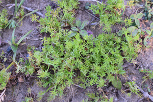 メリケントキンソウ(Soliva sessilis)