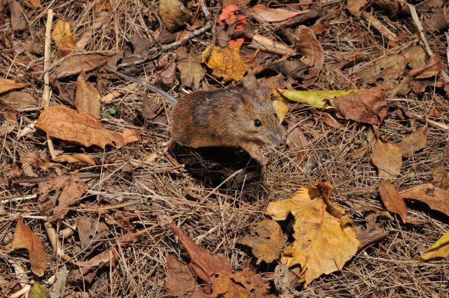 アマミトゲネズミ写真