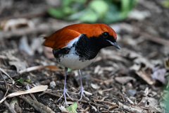 アカヒゲ(伊藤結氏 撮影)