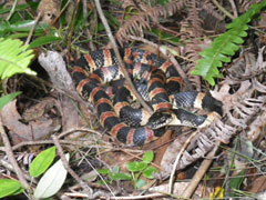 リュウキュウアオヘビ(石川拓哉氏 撮影)