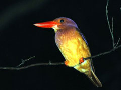 リュウキュウアカショウビン(石川拓哉氏 撮影)