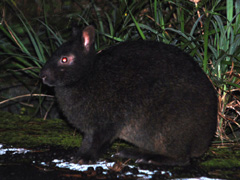 アマミノクロウサギ Pentalagus furnessi(成獣)