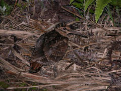 アマミヤマシギ