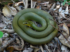 リュウキュウアオヘビ(石川拓哉氏 撮影)