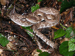 ハブ(水田拓氏 撮影)