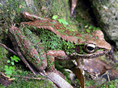 アマミハナサキガエル(水田拓氏 撮影)