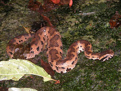 >ヒメハブ(<em>Ovophis okinavensis</em>) クサリヘビ科