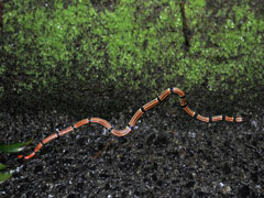 ヒャン(水田拓氏 撮影)