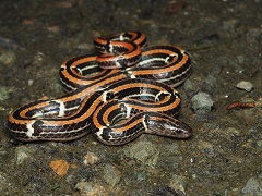 ヒャン（髙野光喜氏 撮影）