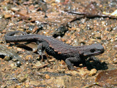アマミイボイモリ(水田拓氏 撮影)