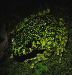 アマミイシカワガエル(水田拓氏 撮影)