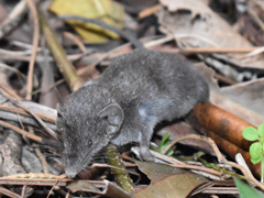 ワタセジネズミ