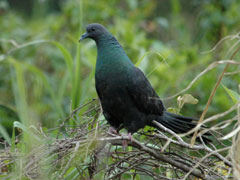 カラスバト(水田拓氏 撮影)