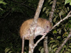 ケナガネズミ(阿部愼太郎氏 撮影)