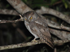 リュウキュウコノハズク(水田拓氏 撮影)
