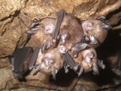 オリイコキクガシラコウモリ(伊藤結氏 撮影)