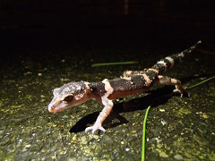 オビトカゲモドキ(<em>Goniurosaurus splendens</em>) トカゲモドキ科