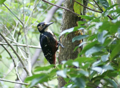 オーストンオオアカゲラ(吉田明美氏 撮影)